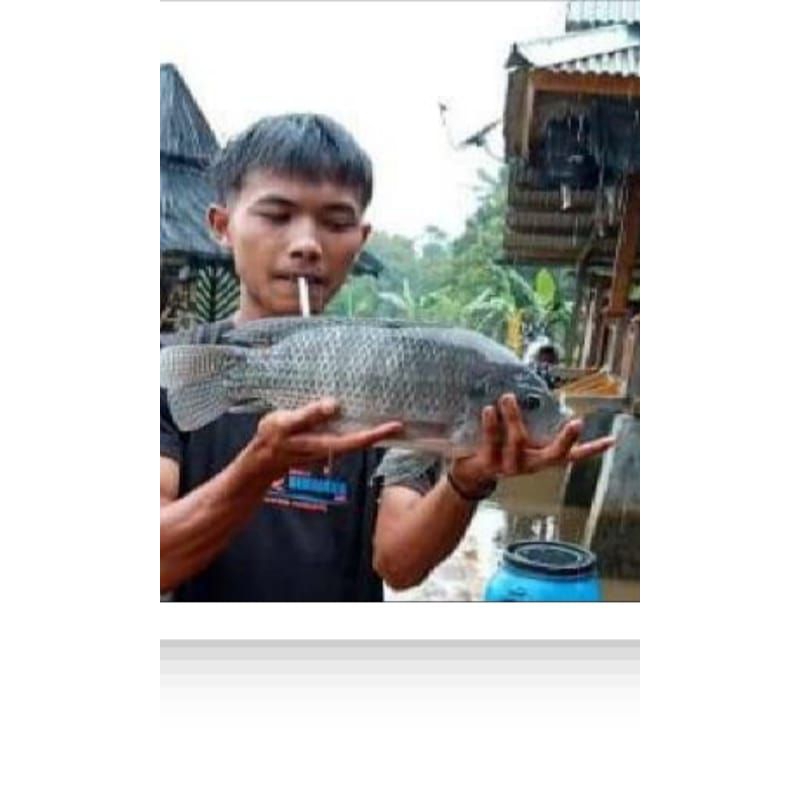 

ikan nila konsumsi jenis nirwana