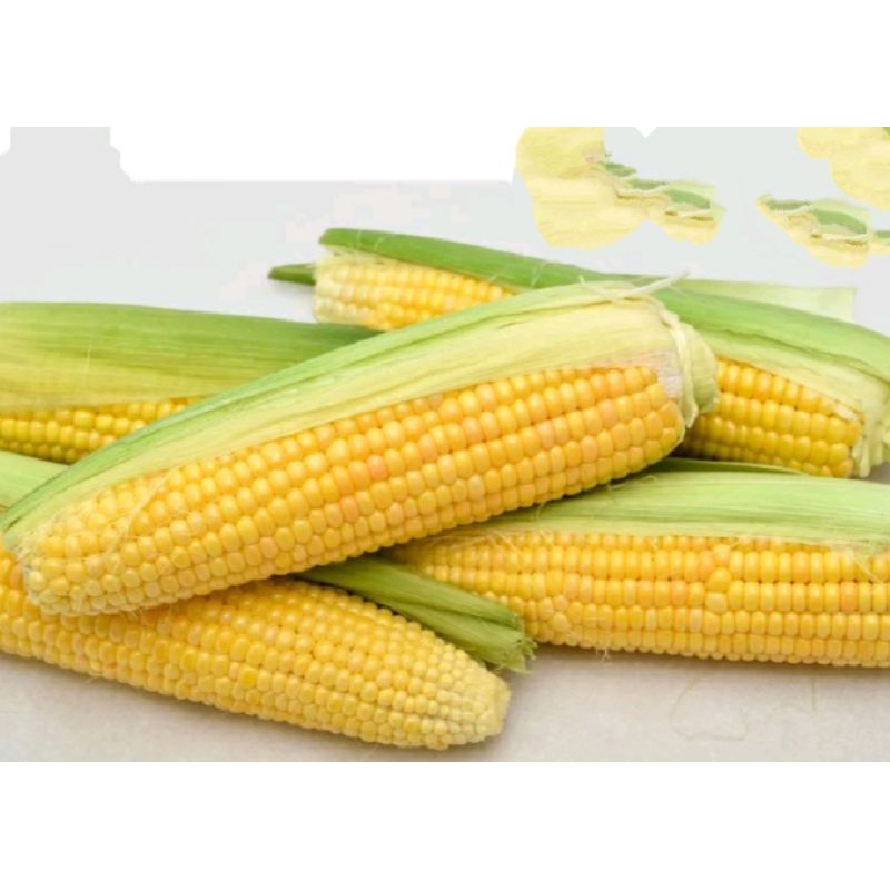 

Jagung 1 kg
