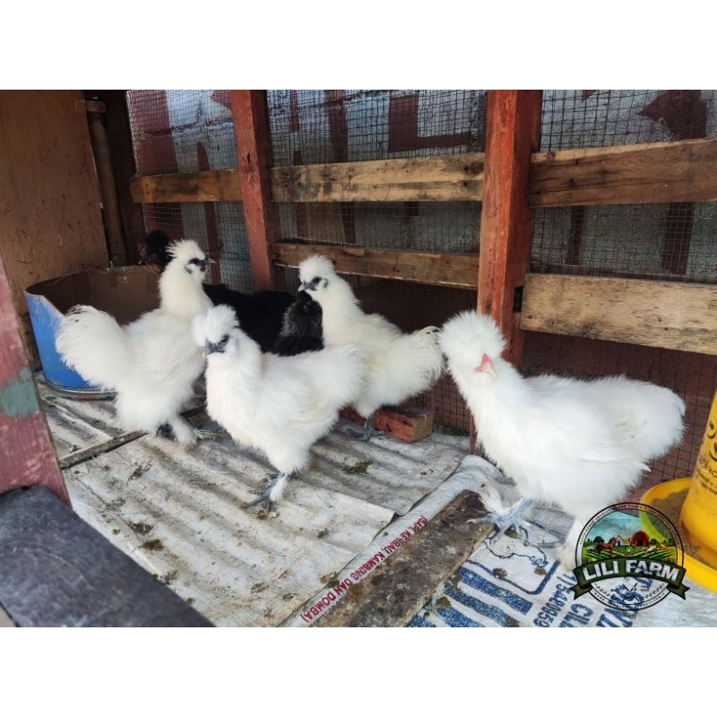 Ayam american silkie