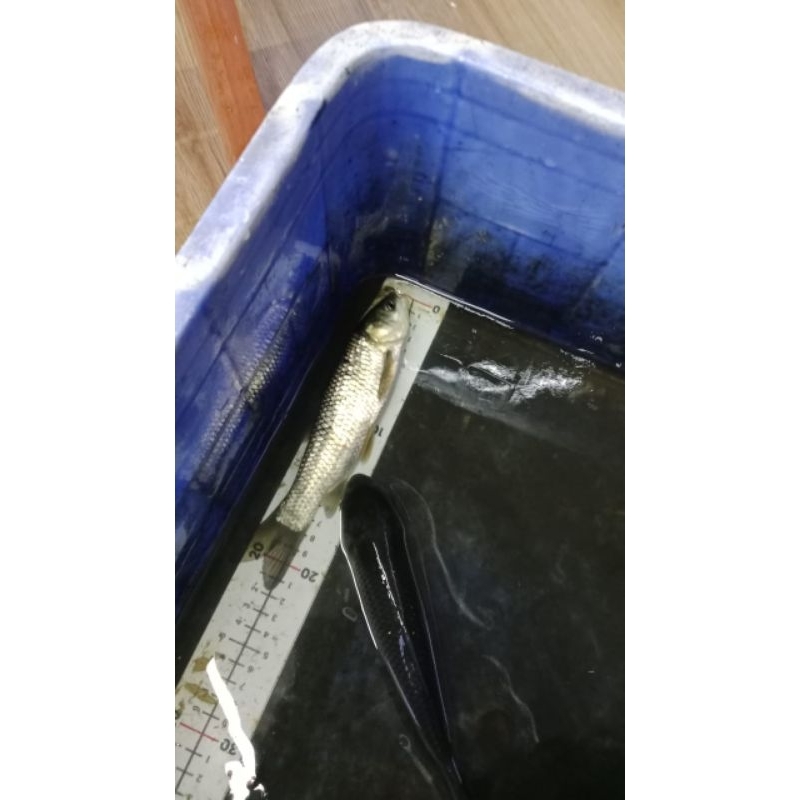 

ikan graskap 20 cm grasscarp ikan pemakan rumput basmi gulma