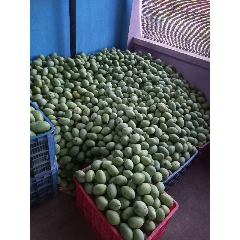mangga madu/mangga mana lagi 1kg mateng