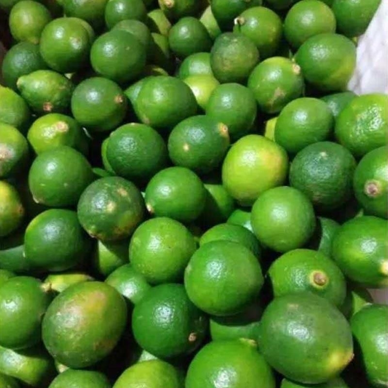 

Jeruk Nipis | 500 gram Fresh