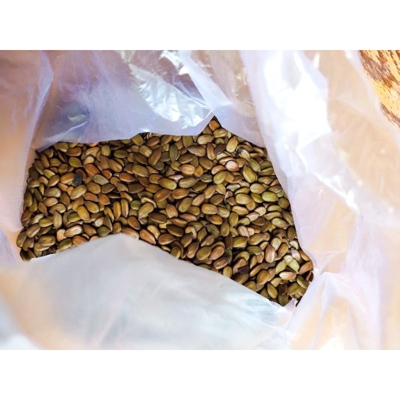 

biji lamtoro / petai china / kemlanding 250 gr