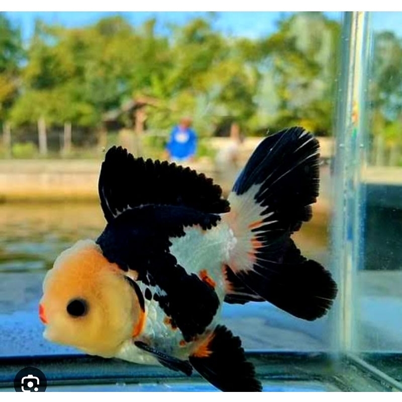 

Ikan Mas KOKI Super Cantik
