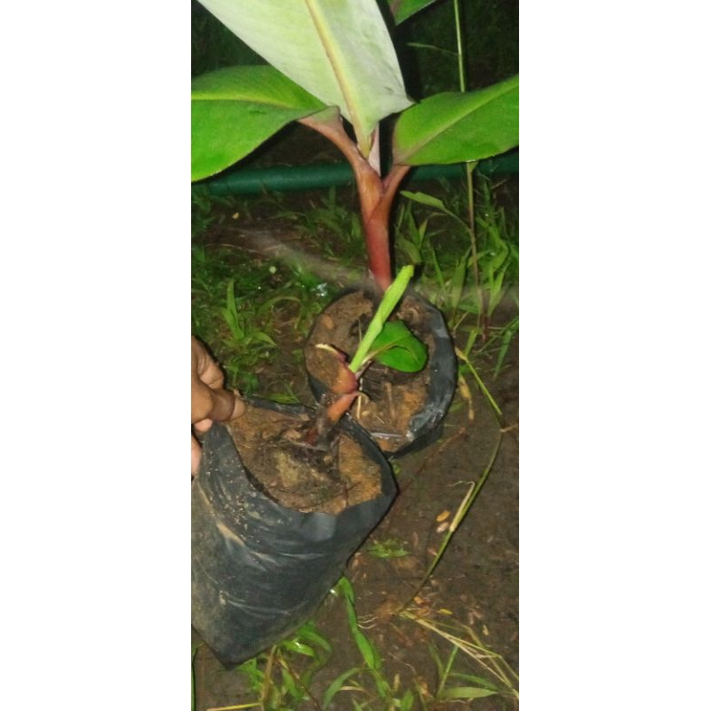 bibit pisang merah/kidang