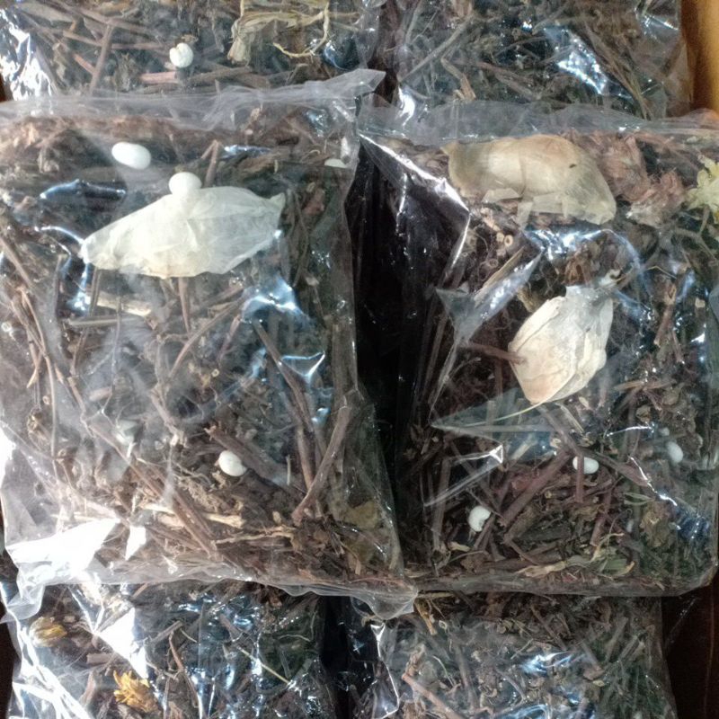 

Liang Teh Herbal 50gram Khas Bagansiapiapi / Bubuk The khas Bagan / Minuman pereda panas dalam