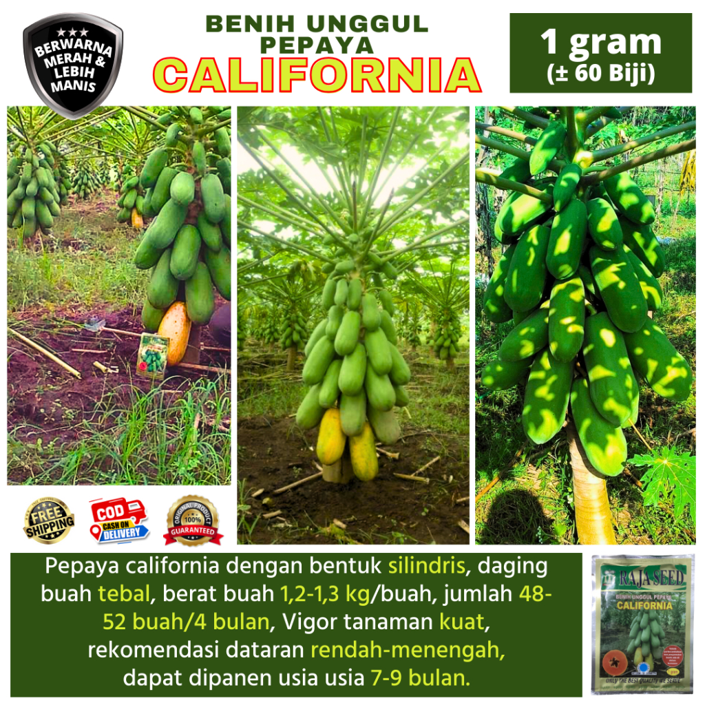 (BELI 5 LEBIH HEMAT) Benih Pepaya Unggul CALIFORNIA 1 Gram (+-60 biji) Original Raja Seed | buah lon