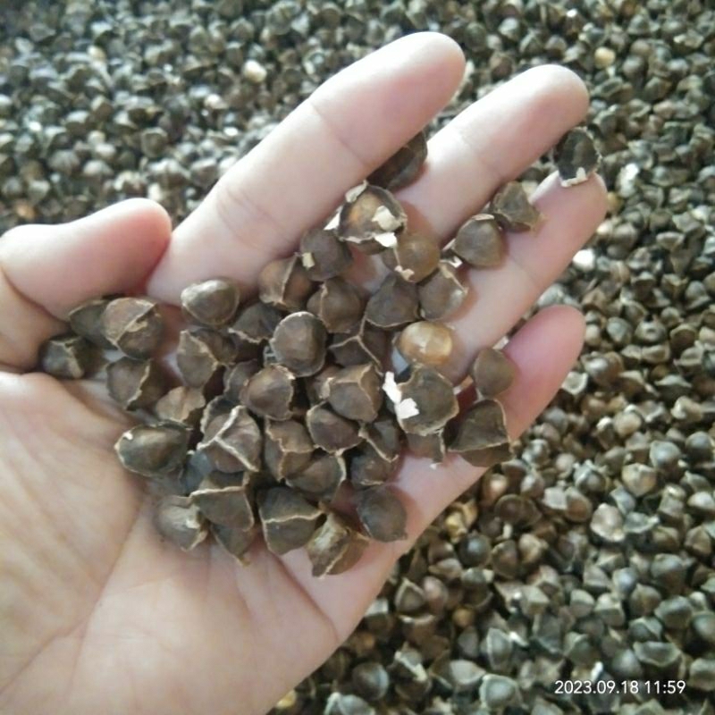 

biji kelor tanpa sayap(moringa seed)500gr