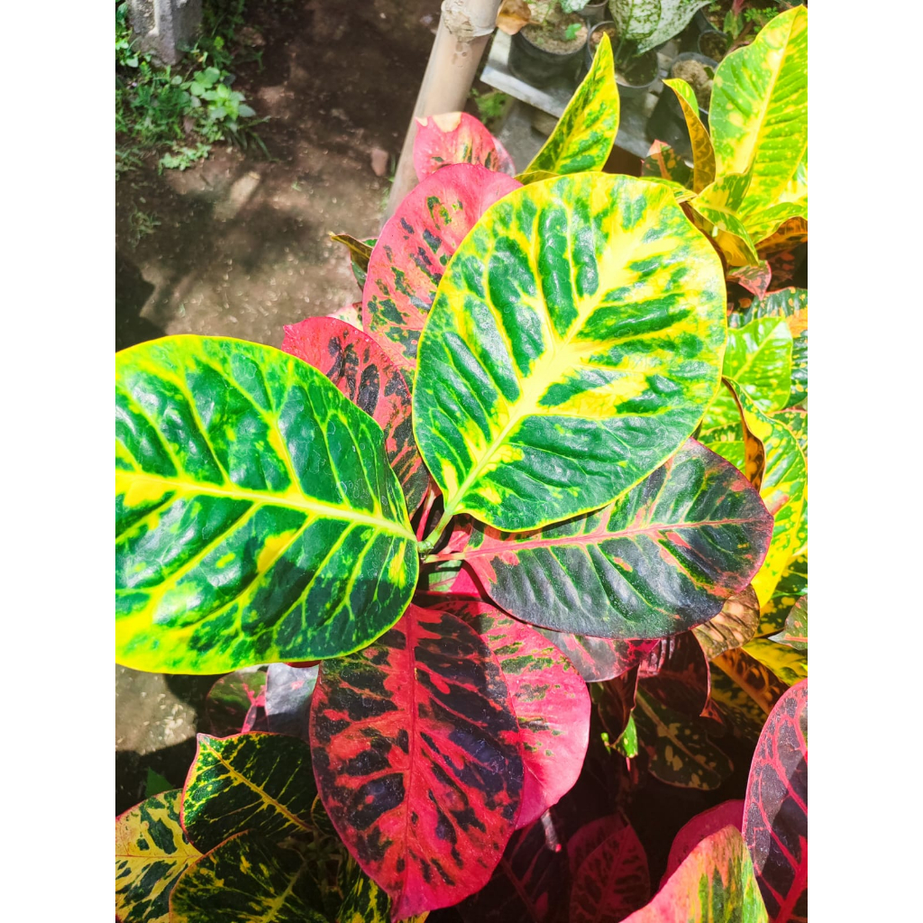 Puring Ayu Ting Ting Jumbo