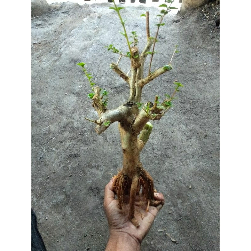 bonsai sancang bahan dongkelan