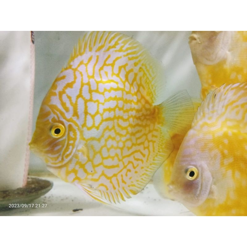 ikan hias discus jenis yellow pigeon