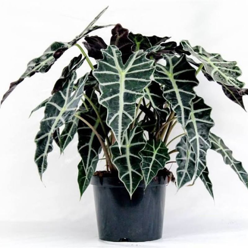 Alocasia Amazon Keladi Amazon
