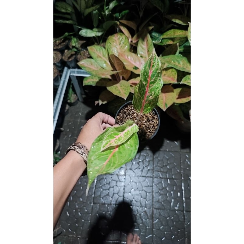 Aglonema Pretty woman