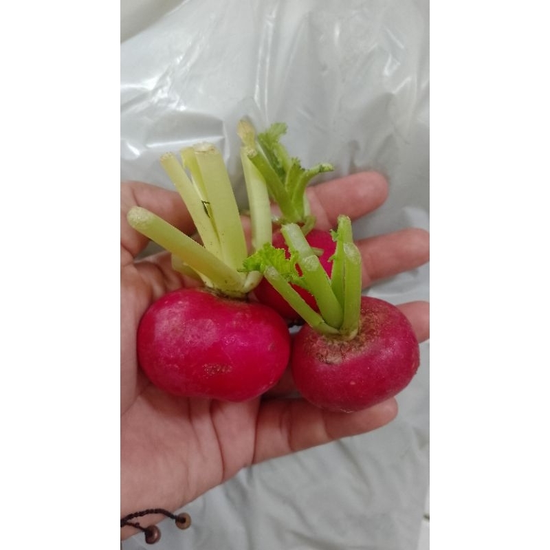 

sayur baby red radish segar 250gr