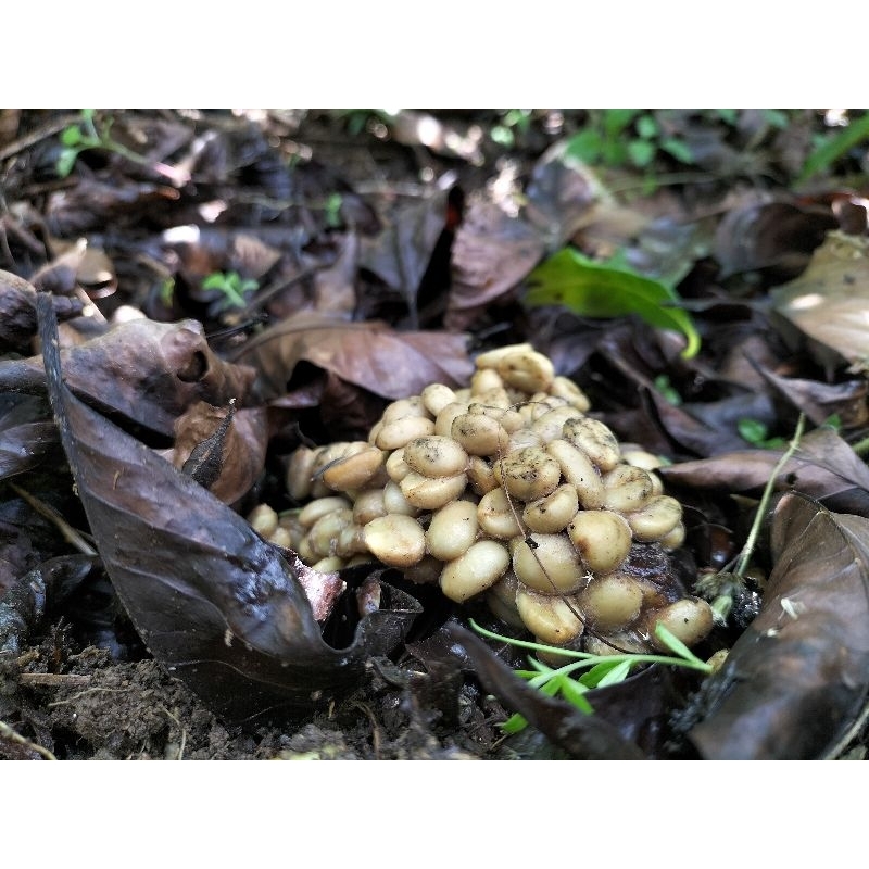 

kopi gred 1kg