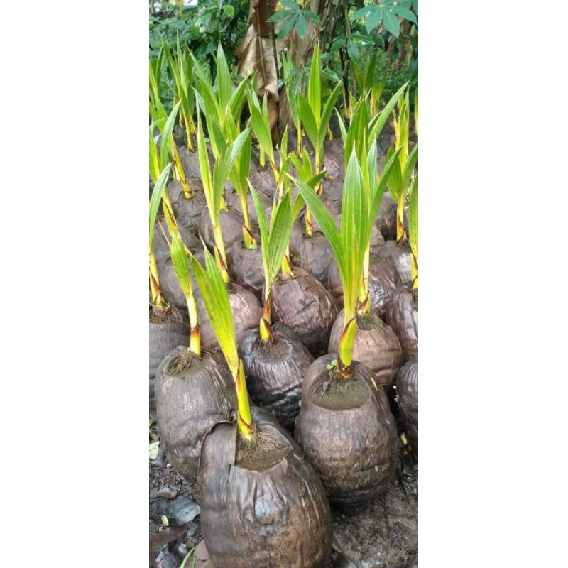 bibit kelapa gading cepat buah(pendek berbuah)