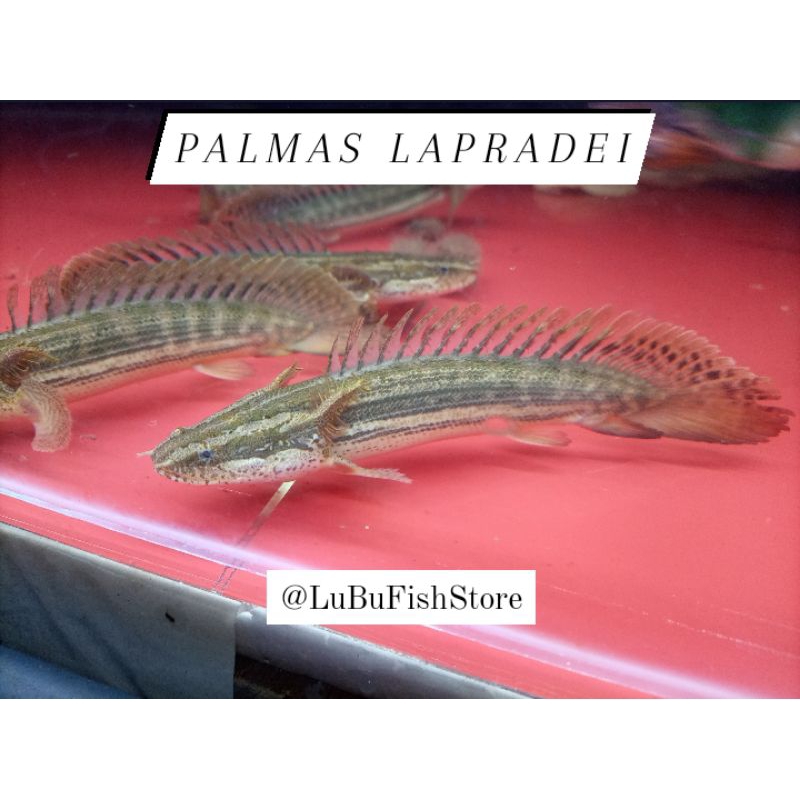 Aksesoris Aquarium Palmas Lapradei Palmas Lapra