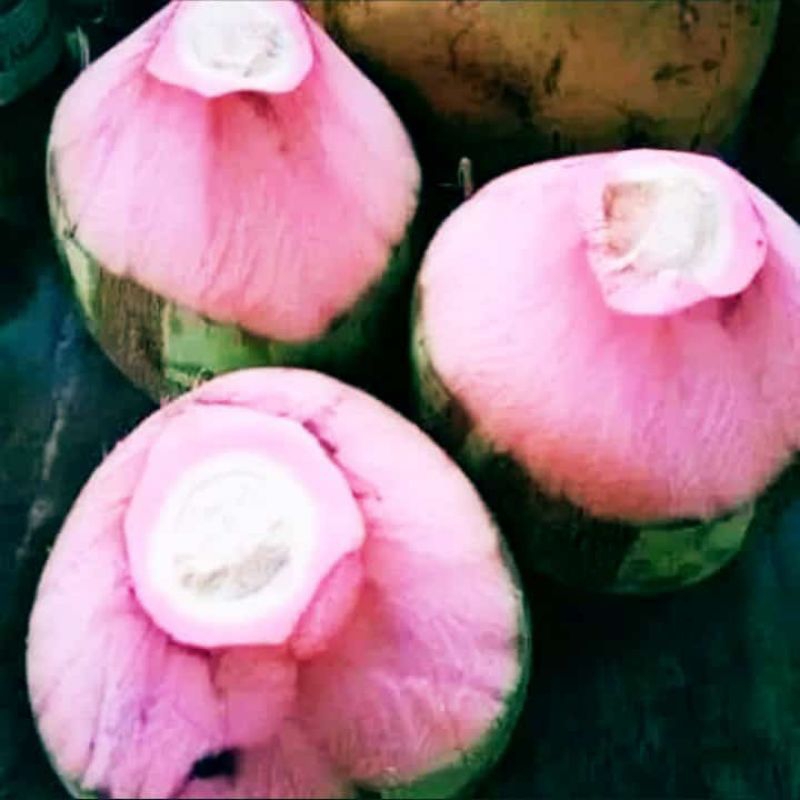 

Kelapa Ijo Bisa untuk Obat dan Kesehatan