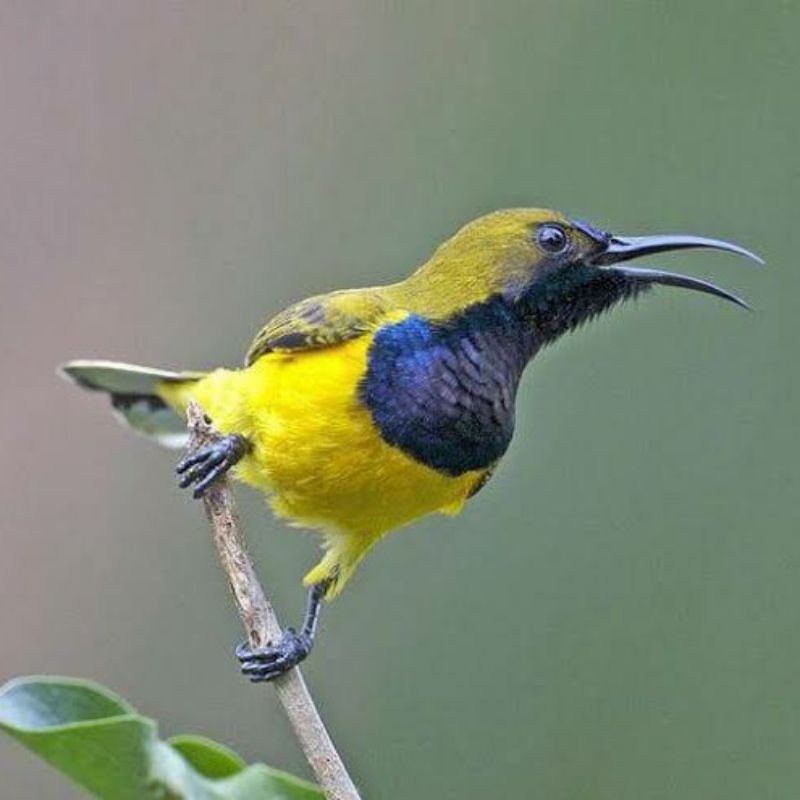 BURUNG SOGON JANTAN