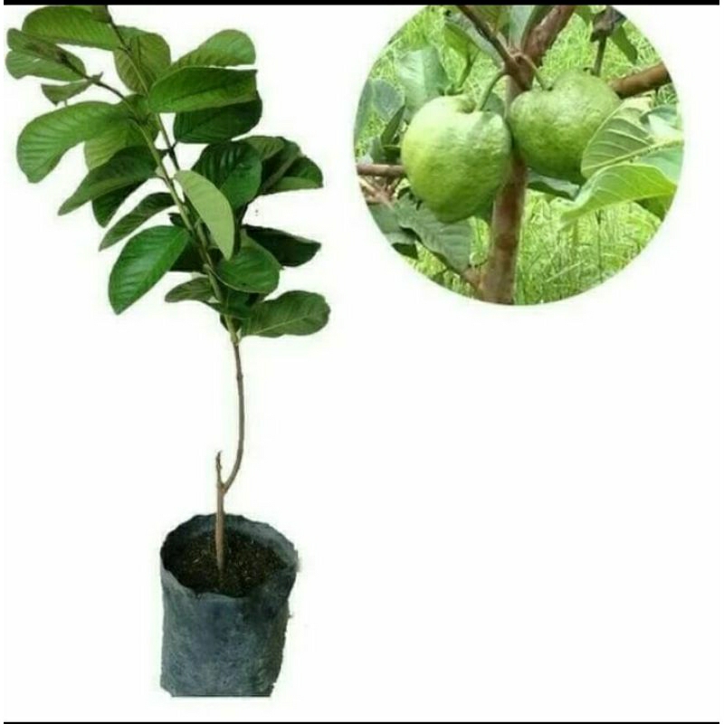 

bibit buah jambu kristal