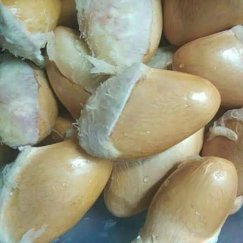 Biji Durian Montong/Durian Lokal Pilihan Siap Semai Satuan