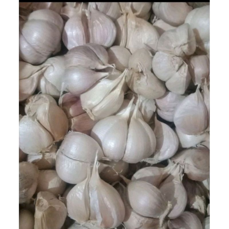 

Bawang putih kating 1 kg