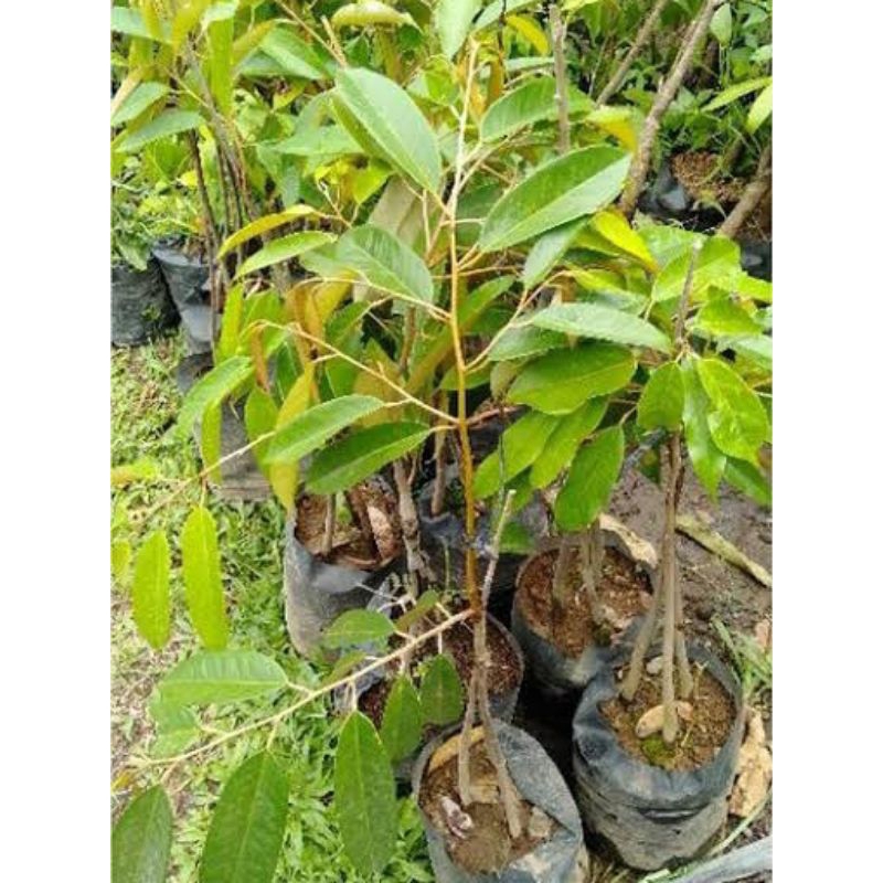 Bibit buah durian montong cepat berbuah