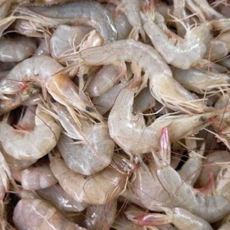 

udang peci/vaname besar super size 25 sampai 30 ekor/kg termurah