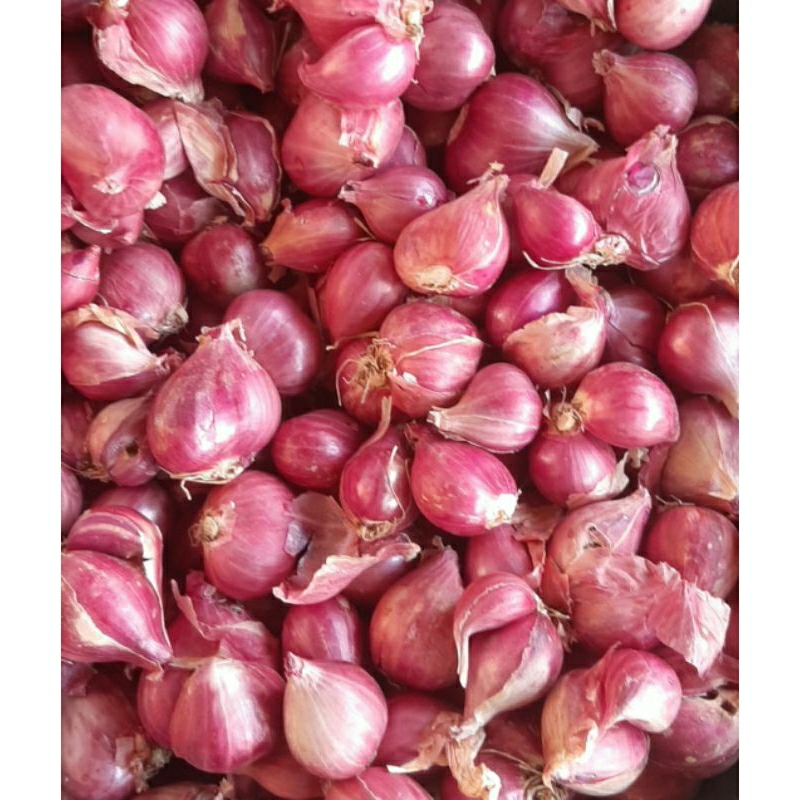 

1 KG Bawang Merah SUPER Protolan