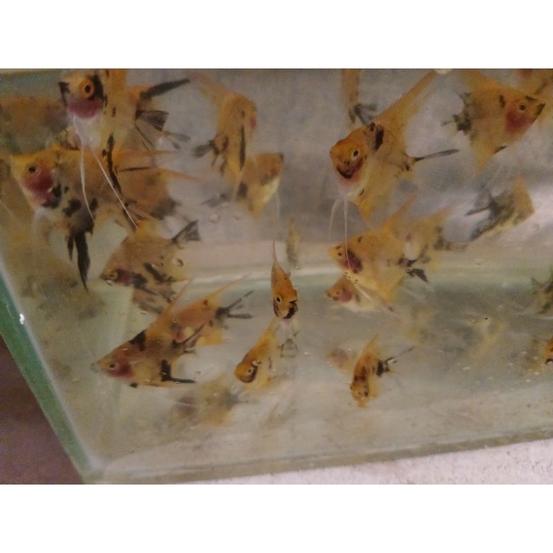 manfish red devil size 3cm