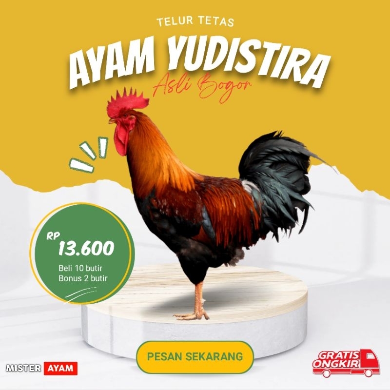 

Telur Ayam Kampung Yudistira(AKY) Untuk Indukan 100% original
