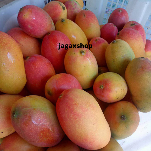 

BUAH MANGGA PODANG 1 KG DIJAMIN FRESH ASLI KEDIRI
