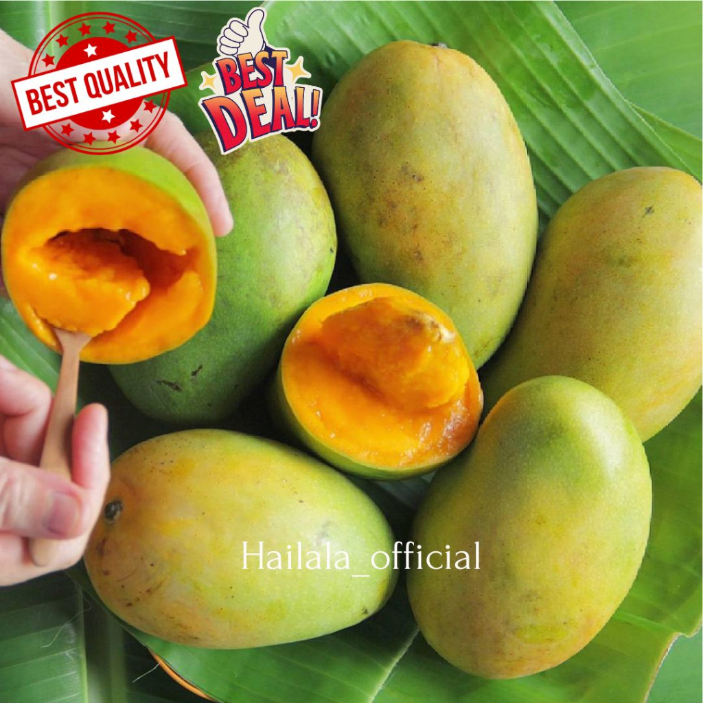 

Mangga Alpukat