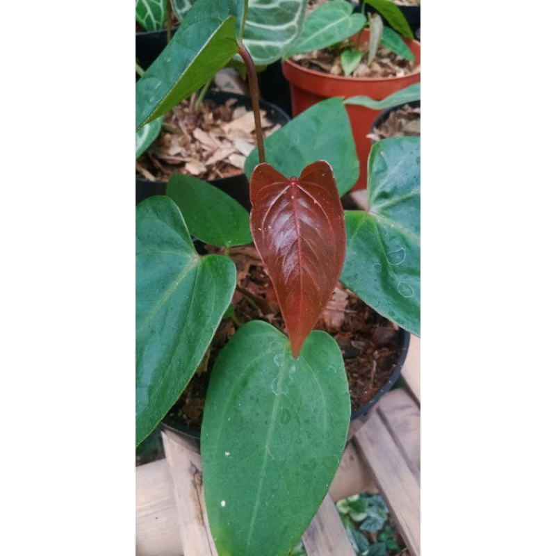 anthurium papilaminum x subsignatum
