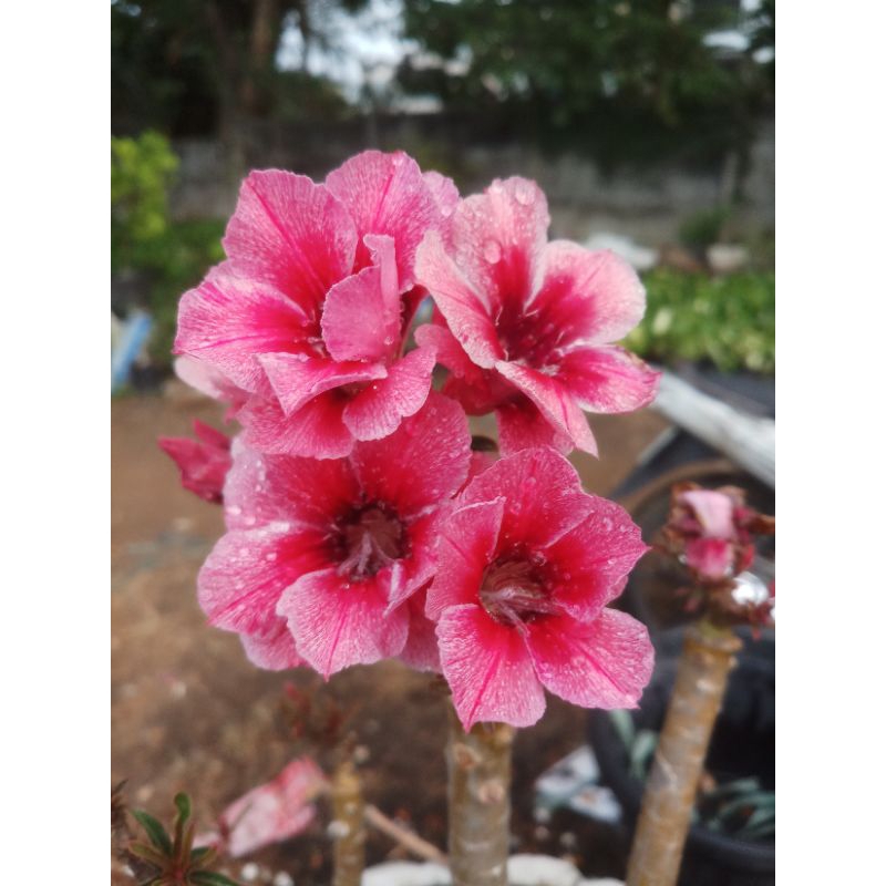 adenium graftingan