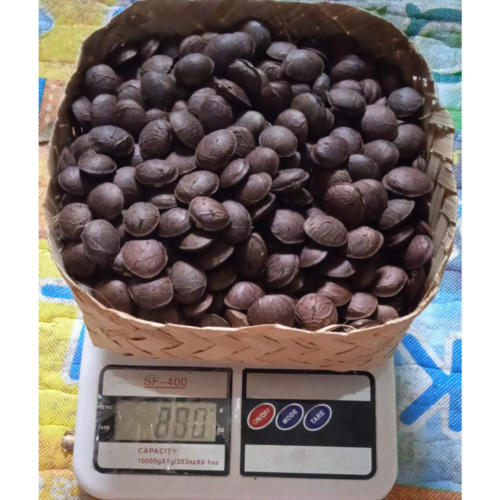 

KACANG SACHA INCHI KUPAS CANGKANG HITAM-COKELAT 500 GRAM-konsumsi