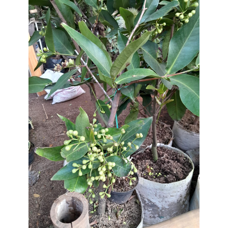 bibit tanaman buah jambu air madu deli hijau - sudah berbuah