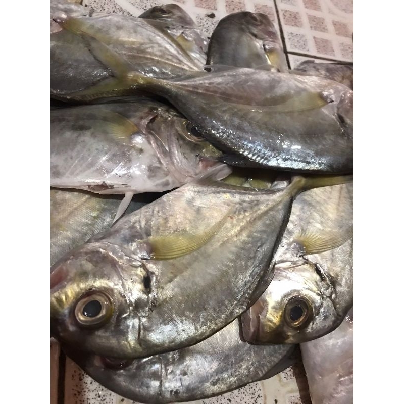 

IKAN PUTIHAN/IKAN KUWE 1KG FRESH FROZEN