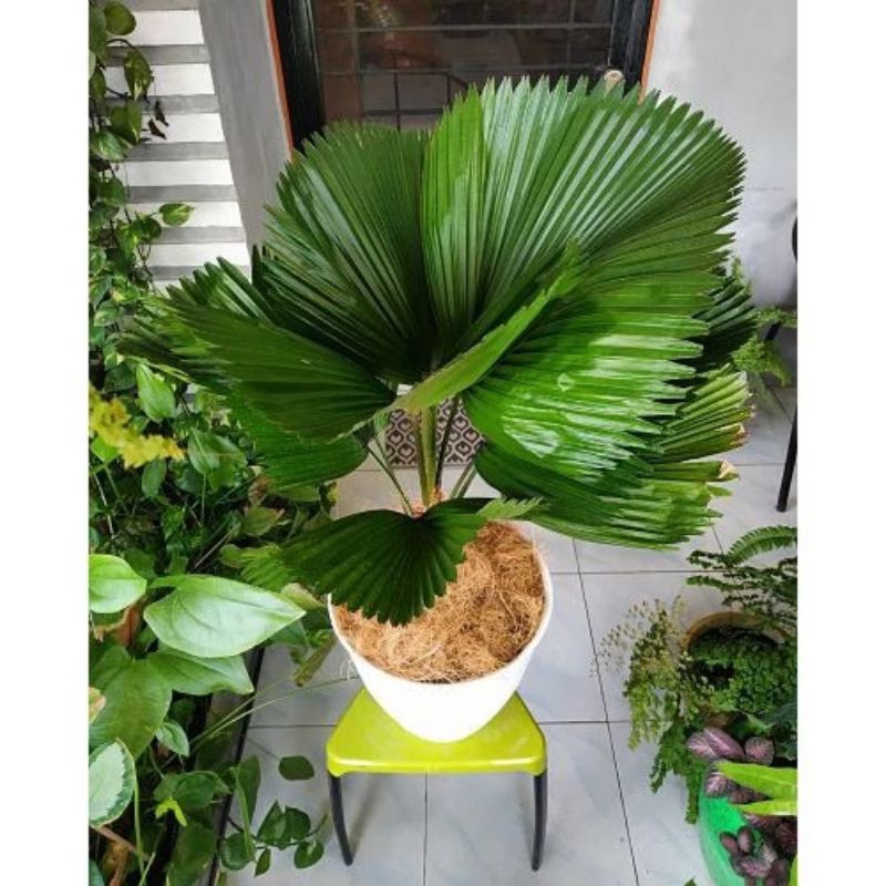 Tanaman Hias Kipas Palem Kol - Tanaman Palem Kipas - Palem Kol