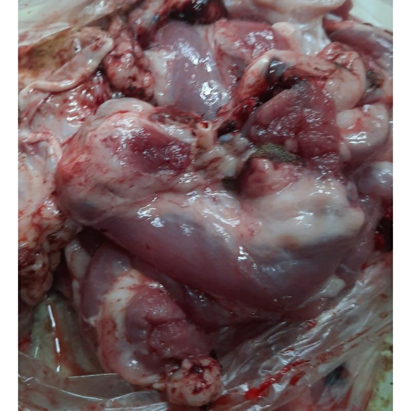 

Tetelan Kambing muda