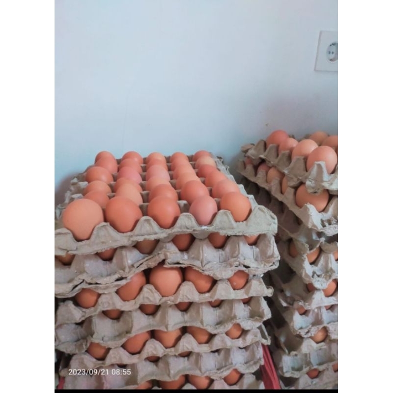 

TELUR AYAM NEGERI 1 KILO ( ISI 16-17 BUTIR )