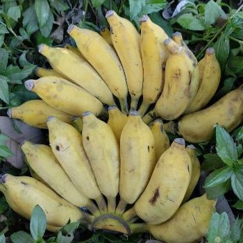 

Sekar_Shop07 Pisang Basah (500 Gram) Manis Dan Empuk