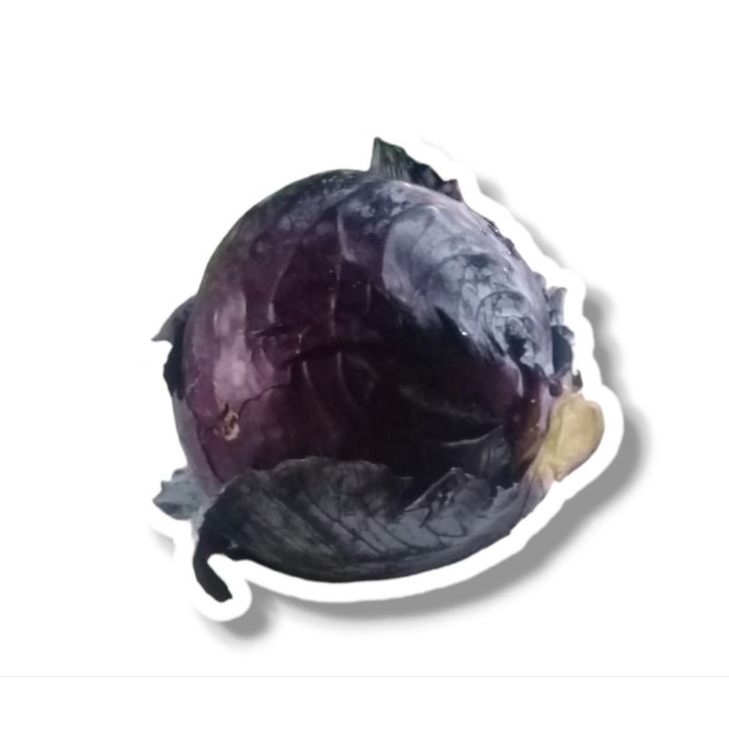 

kol ungu 1 pcs ( 700 gram - 900 gram )