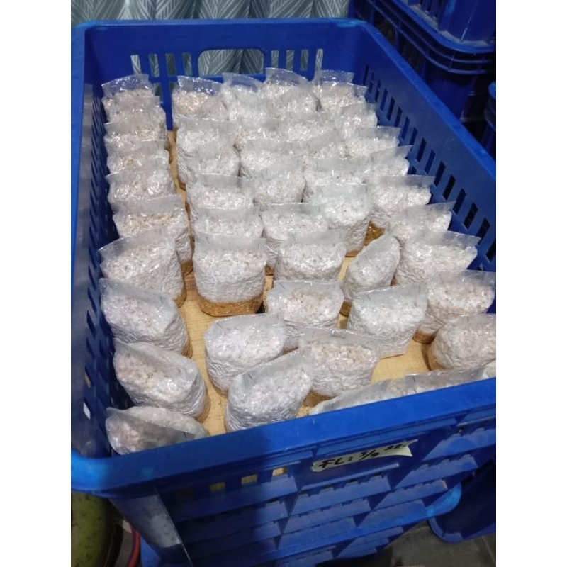 

Bibit Jamur tiram putih