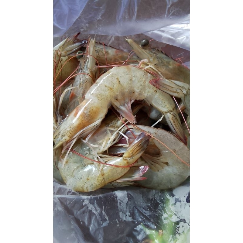 

udang segar 250gram