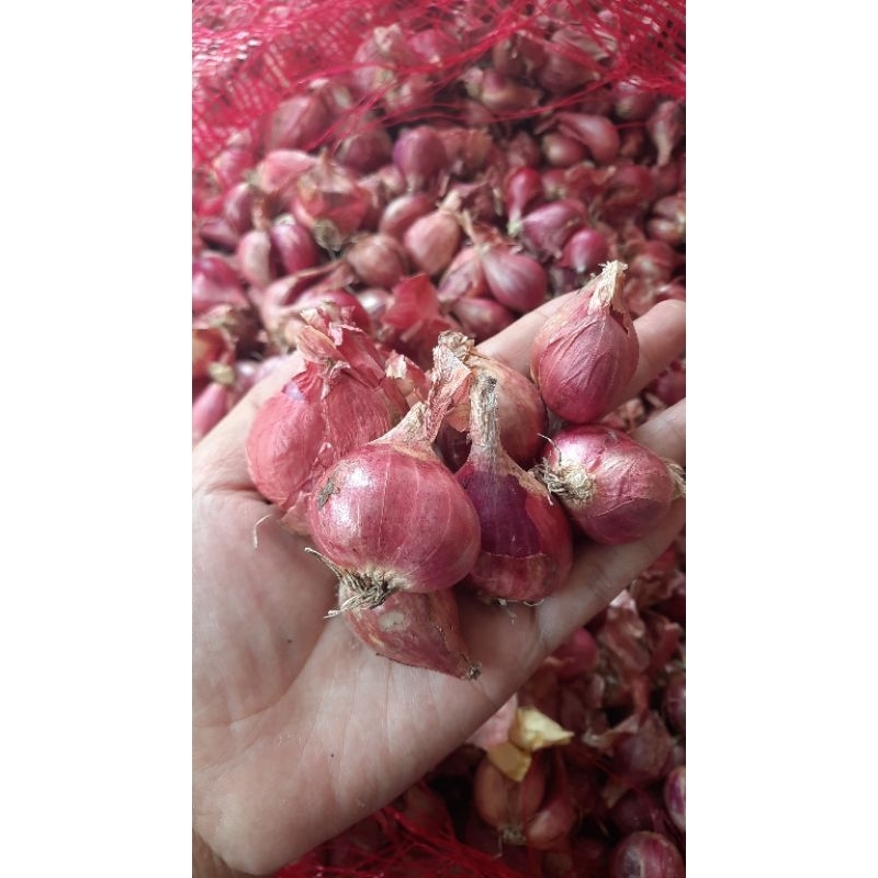 

bawang merah brebes