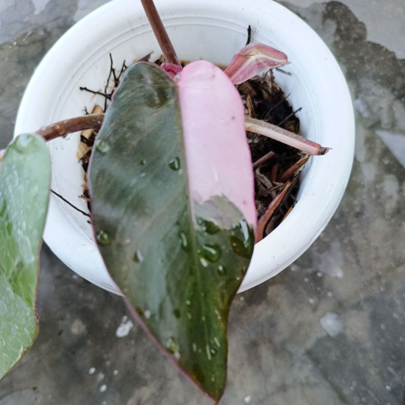philodendron pink princess black cherry