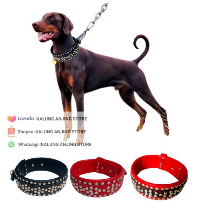KALUNG ANJING PITBULL, DOBERMAN, DAN RAS BESAR