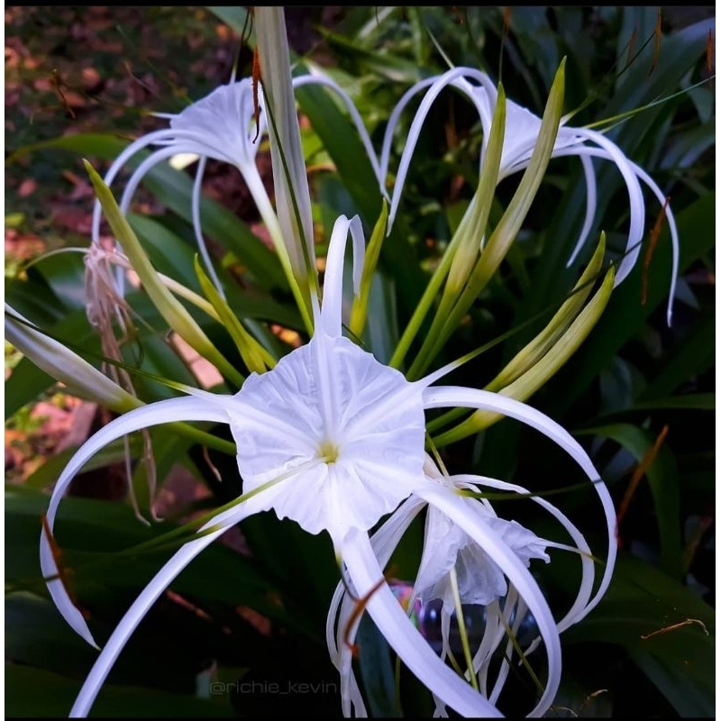 bibit tanaman bakung hijau bunga putih/spider lily