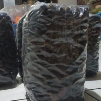 

TERMURAH BIJI PRONOJIWO/PRANAJIWA STERCULIA JAVANICA PALAKIJA-1 KG